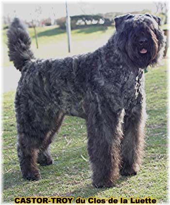 bouvier des flandres du clos de la luette - copyright d&eacute;pos&eacute;
